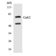 Gab2 Antibody