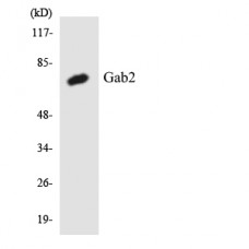 Gab2 Antibody