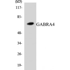 GABRA4 Antibody