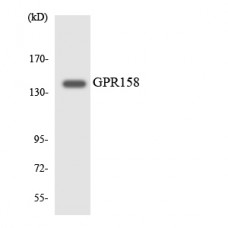 GPR158 Antibody