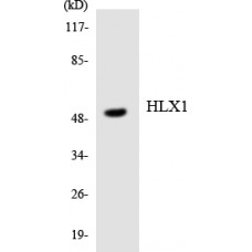 HLX1 Antibody