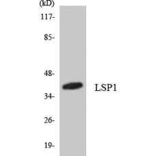 LSP1 Antibody