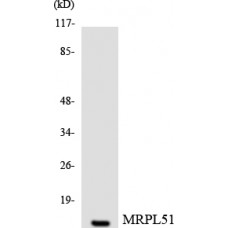 MRPL51 Antibody