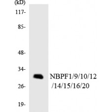 NBPF1/9/10/12/14/15/16/20 Antibody