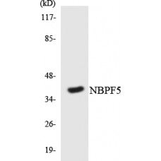 NBPF5 Antibody