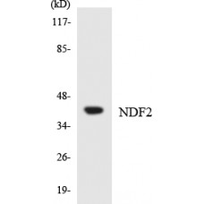 NDF2 Antibody