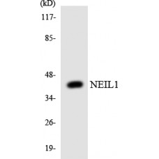NEIL1 Antibody