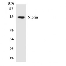 Nibrin Antibody
