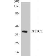NT5C3 Antibody