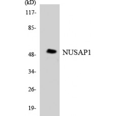 NUSAP1 Antibody