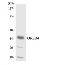 OR8B4 Antibody
