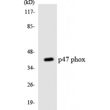 p47 phox Antibody