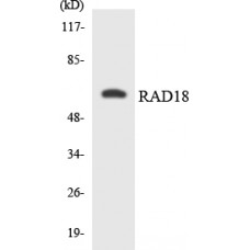 RAD18 Antibody