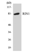 RIN1 Antibody