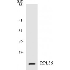 RPL36 Antibody