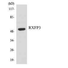 RXFP3 Antibody