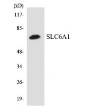SLC6A1 Antibody