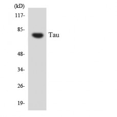 Tau Antibody