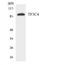 TF3C4 Antibody