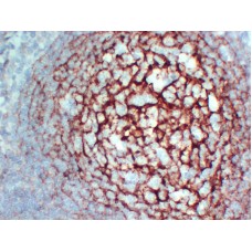 Anti-CD35  antibody [ABT-CD35]
