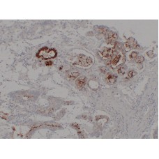 Anti-MUC6  antibody [ABT-MUC6]