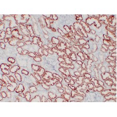 Anti-pVHL  antibody [ABT-PVHL]