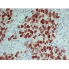 Anti-SALL4  antibody [ABT-SALL4]