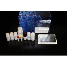 VEGF-D (Human) LumiAb™ ELISA Kit